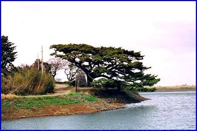 제주 수산리의 곰솔 전경 